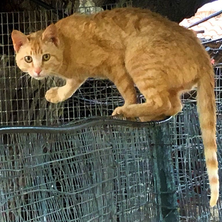 a cat watching at the camera at 'Ktima Golemi' farm